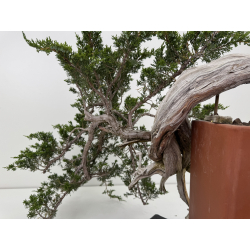Juniperus sabina -sabina rastrera- A01690 vista 4