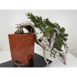 Juniperus sabina -sabina rastrera- A01690 vista 5