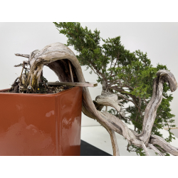 Juniperus sabina A01690 view 6