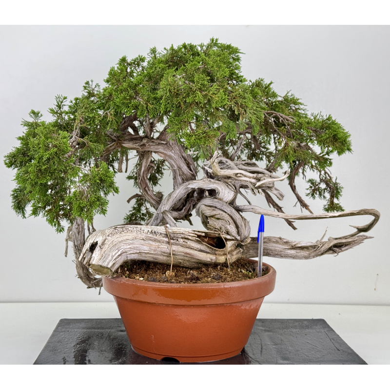 Juniperus sabina -sabina rastrera- A01379