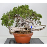 Juniperus sabina -sabina rastrera- A01379