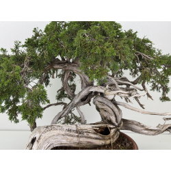 Juniperus sabina -sabina rastrera- A01379 vista 2