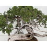 Juniperus sabina A01379 view 2