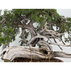 Juniperus sabina A01379 view 3