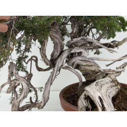 Juniperus sabina A01379 view 4