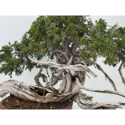 Juniperus sabina A01379 view 5