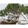 Juniperus sabina A01379 view 5