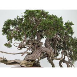 Juniperus sabina -sabina rastrera- A01379 vista 6