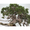 Juniperus sabina A01379 view 6