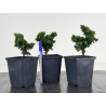 Chamaecyparis sekka-hinoki I-8655