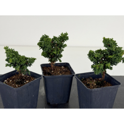 Chamaecyparis sekka-hinoki I-8655 vista 2