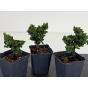 Chamaecyparis sekka-hinoki I-8655 vista 2