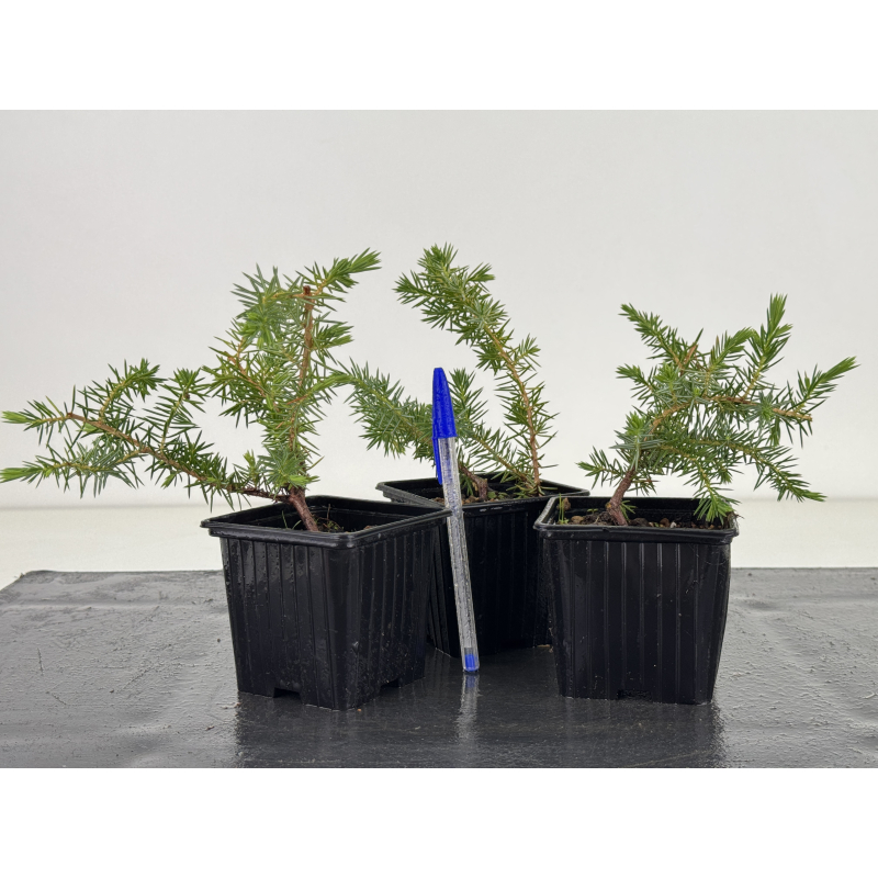 Juniperus rigida I-8662
