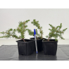 Juniperus rigida I-8662