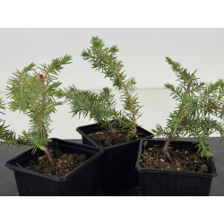 Juniperus rigida I-8662 vista 2