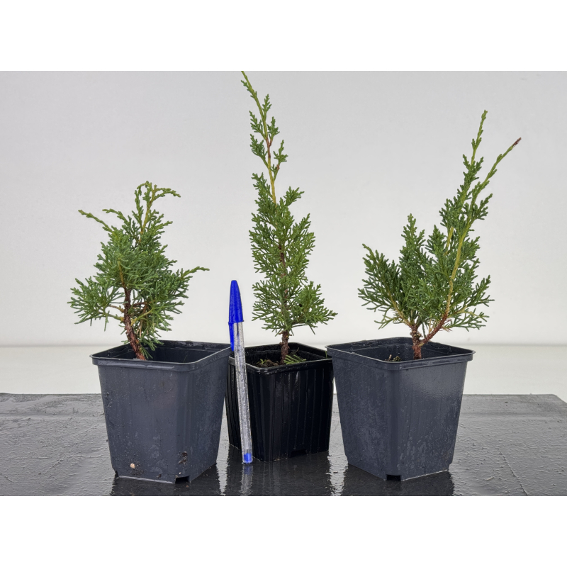 Juniperus chinensis kishu I-8663