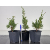Juniperus chinensis kishu I-8663