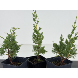 Juniperus chinensis kishu I-8663 vista 2