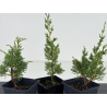 Juniperus chinensis kishu I-8663 vista 2
