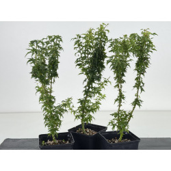 Acer palmatum shishigashira I-8664 vista 2