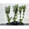Acer palmatum shishigashira I-8664 vista 2