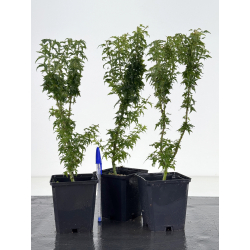 Acer palmatum shishigashira I-8664