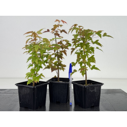 Acer buergerianum I-8665