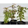 Acer buergerianum I-8665 vista 2