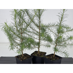 Larix decidua -alerce europeo- I-8668 vista 2