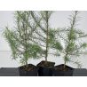 Larix decidua I-8668 view 2