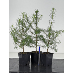 Larix decidua -alerce europeo- I-8668