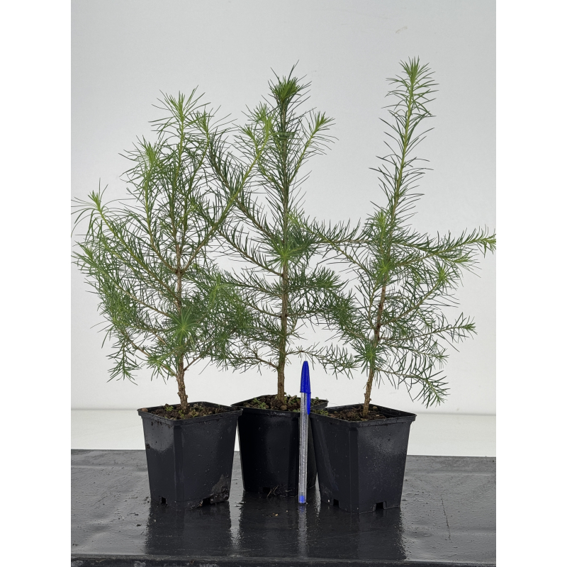 Larix decidua -alerce europeo- I-8668