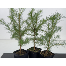 Larix kaempferi -alerce japonés- I-8672 view 2