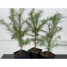 Larix kaempferi -alerce japonés- I-8672 vista 2