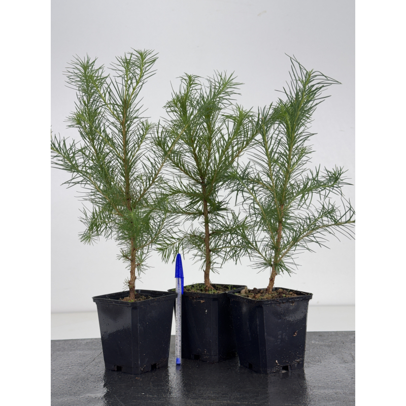 Larix kaempferi -alerce japonés- I-8672