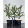 Larix kaempferi -alerce japonés- I-8672