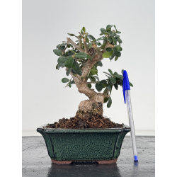 Olea europaea sylvestris I-8656