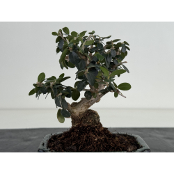 Olea europaea sylvestris I-8656 view 3