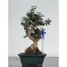 Olea europaea sylvestris I-8657