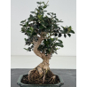 Olea europaea sylvestris I-8657 view 2