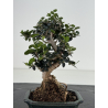 Olea europaea sylvestris -olivo acebuche- I-8657 vista 3