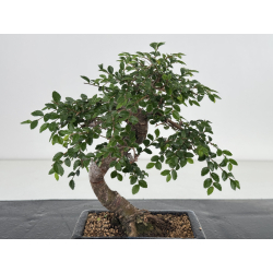 Ulmus parvifolia I-8658 view 2