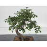 Ulmus -olmo- parvifolia I-8658 vista 2