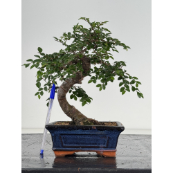 Ulmus -olmo- parvifolia I-8658