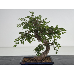 Ulmus parvifolia I-8658 view 3