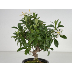 Gardenia jasminoides I-8659 vista 2