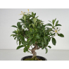 Gardenia jasminoides I-8659 vista 2