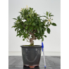 Gardenia jasminoides I-8659