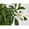 Gardenia jasminoides I-8659 vista 3