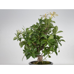 Gardenia jasminoides I-8659 vista 4
